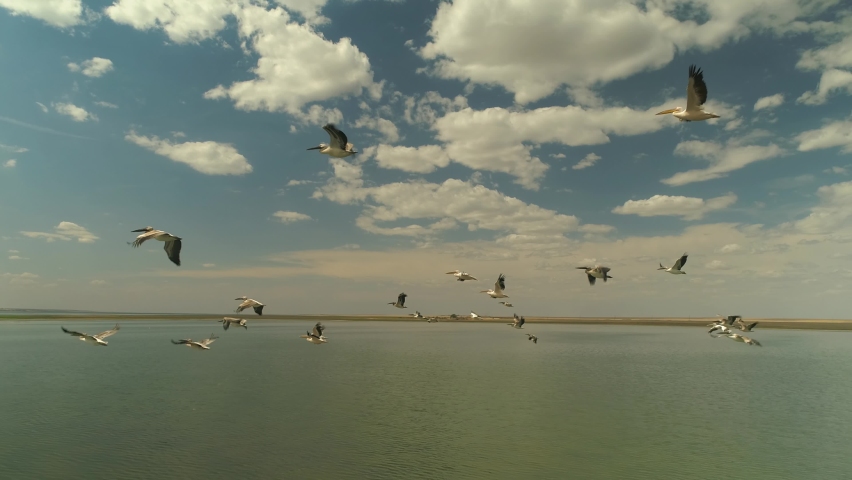 Aerial follow epic huge flock of migratory pelicans fly over sea lake close up against background of blue sky cumulus clouds horizon. Wildlife unique natural landscape migration. Arnitology  Royalty-Free Stock Footage #1074720332