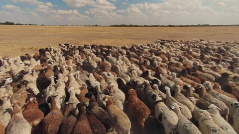 Flight above large flock cute woolen sheep herd of ewe jumbuck fast run on field pasture huddle together in fear. Close up rams wool backs. Beautiful farm rural landscape. Pretty innocent. Horizon. 4k