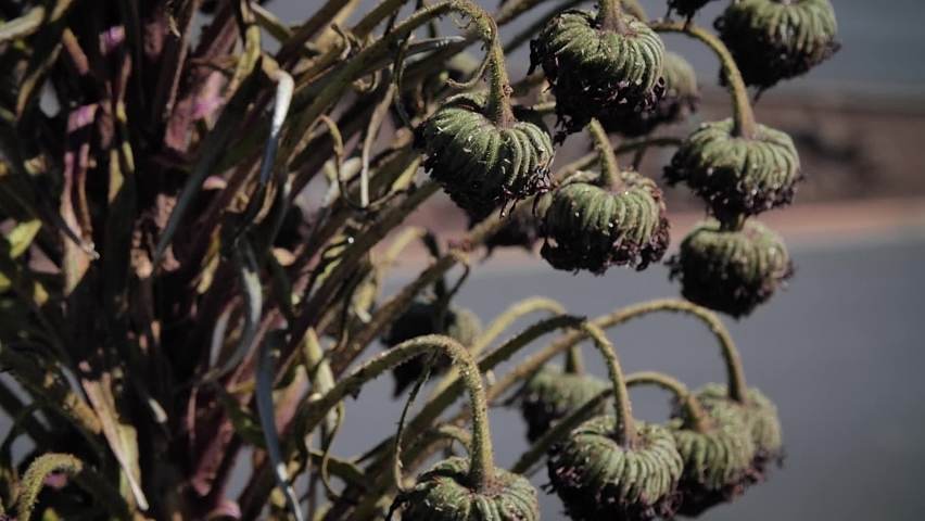 Haleakala silversword, silversword or east Maui silversword.
Hawaiian plant in Haleakalā National Park, Maui, Hawaii. Mid angle, parallax movement, slow motion, HD.