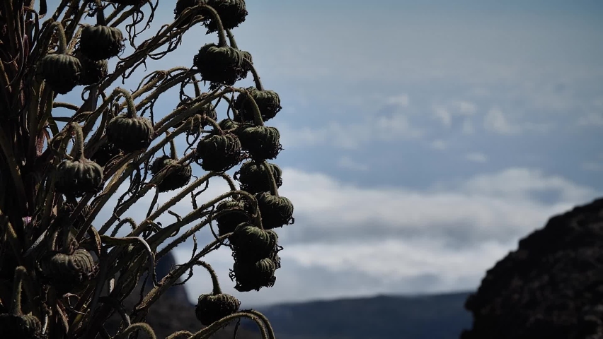 Haleakala silversword, silversword or east Maui silversword.
Hawaiian plant in Haleakalā National Park, Maui, Hawaii. Mid angle, parallax movement, slow motion, HD.
