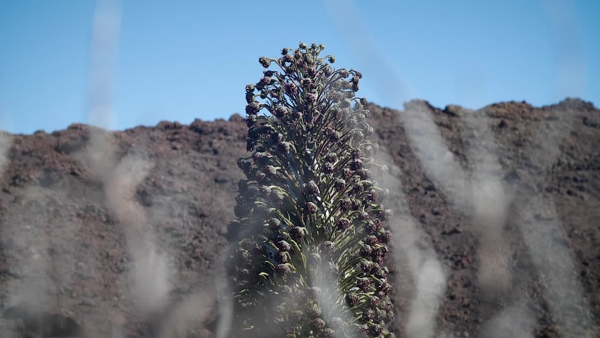 Haleakala silversword, silversword or east Maui silversword.
Hawaiian plant in Haleakalā National Park, Maui, Hawaii. Mid angle, parallax movement, slow motion, HD.