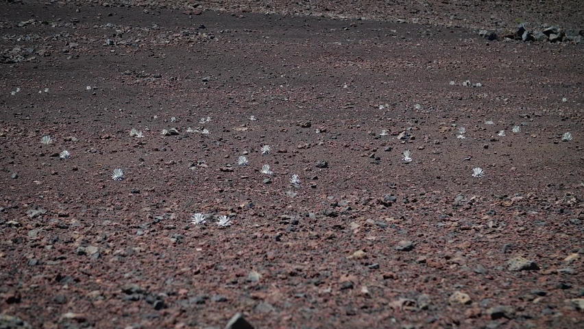 Haleakala silversword, silversword or east Maui silversword.
Hawaiian plant in Haleakalā National Park, Maui, Hawaii. Mid angle, parallax movement, slow motion, HD.