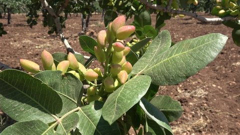 Gaziantep, Turkey - 13th of June 2021: 4K Unripe fruits of Pistachio on the tree