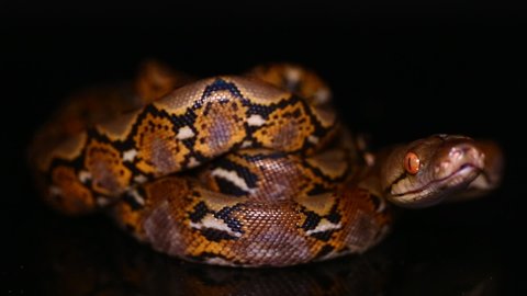 Reticulated Python (Python reticulatus) isolated on black background.
