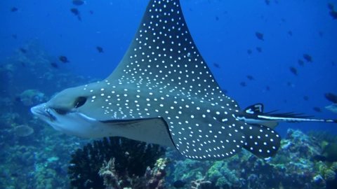 
Two Spotted Eagle Rays (Aetobatus laticeps) Swimming - Philippines