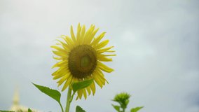 4K 4096x2304p. 29.97FPS. Nature video Scene of close sunflower in nature shot.