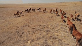 Aerial sideways strong large herd of stallion horses equine are running gallop across endless steppe field. Free wild animals in natural environment. Strength, power, freedom, rebellious. Horizon. 4k - Powered by Shutterstock - Get 15% off with code: PIKWIZARD15