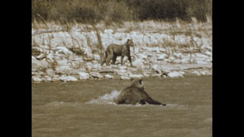 1960s: Cougars play in river. Cougar crosses river as two other cougars watch. Racoons around river. Cougar paws at racoon.