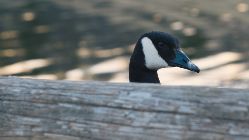 Canada goose turns its head by wooden beam and streaming water, slomo