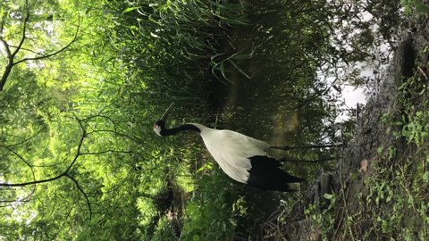 The red-crowned crane, also called the Manchurian crane or Japanese crane, it is known as a symbol of luck, longevity, and fidelity. VERTIKAL footage