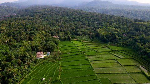 Aerial View Of Rice Terraces Surrounded With Dense Forest At West Bali In Indonesia.