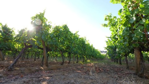 Row of vineyard, low wide angle shot. Sun light shine and flick through green leaves. European wine area at middle of summer time. Windy and sunny weather at Portugal