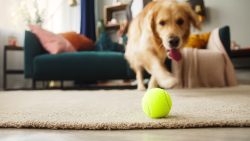 Close-up of golden retriever running after small ball in living-room. Man training his dog, puppy runs after toy. Playing and spending time together with beloved pet at home during lockdown. 