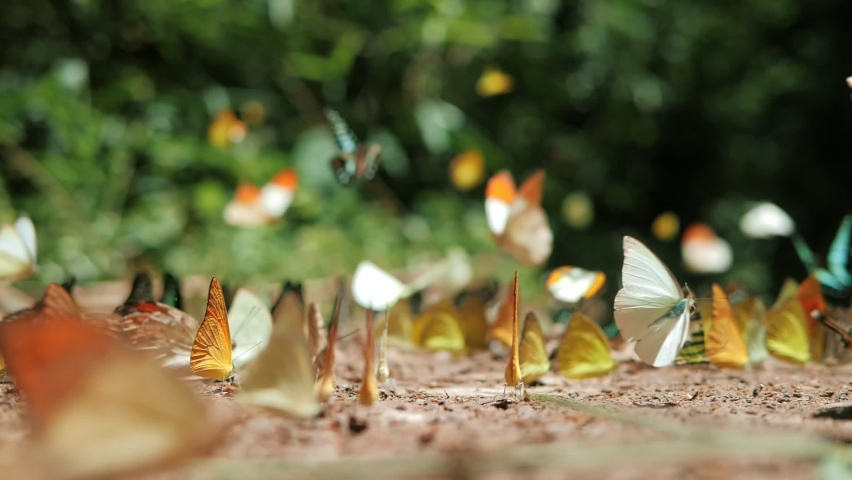 Slow motion of group of colorful butterfly on the ground and flying in nature forest. Royalty-Free Stock Footage #1074747899