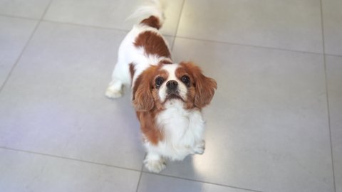 Beautiful dog, cavalier king charles spaniel, whines, barks and asks for a ball, and then receives it
