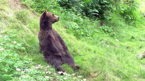 Cool Eurasian brown bear (Scientific latin name: Ursus arctos arctos) also known as the Common brown bear, European brown bear or European bear.
