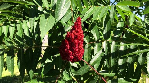 Sumac. Carved green leaves and red velvet buds of sumach sway in the wind. Beautiful red velvet flowers of the sumac tree. Close-up. Natural beauty concept.