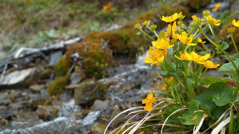 Beautiful brook in mountains and yellow flowers in Carpathian Mountains, Ukraine. 4Kvideo with sound