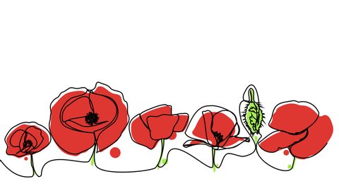 Self-drawing poppies in one line. Colored red poppies on a white background. A beautiful bright plant. Animation of the appearance of a flower. Stock 4k video for the whiteboard.