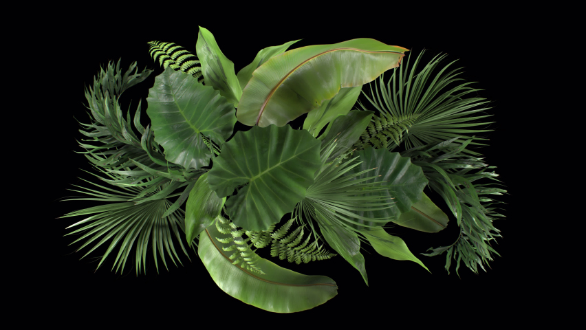 composition of tropical plants moving in the wind in a loop animation with alpha channel Royalty-Free Stock Footage #1074757202