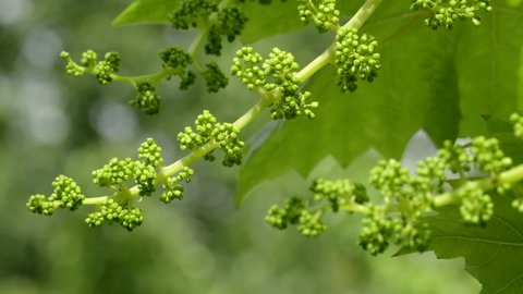 Green young sprout of grapes slowly sways in the wind by early spring. Ripening small branch of grapes, young inflorescence. Newly formed bunches of baby grapes, initial development of the grapes