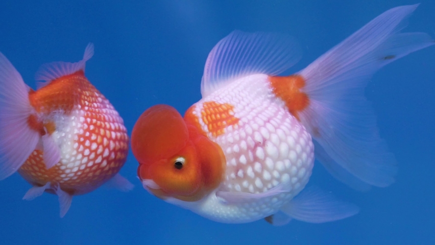Pet ornamental goldfish or Carassius auratus, Family Cyprinida. Ranchu or lionhead goldfish is very popular to show in fish tank | Shutterstock HD Video #1074763280