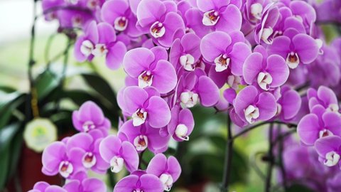 Phalaenopsis orchids flowers bloom in spring lunar new year 2021 adorn the beauty of nature, a rare wild orchid decorated in tropical gardens 
