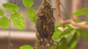 purple sunbird feeding in the nest , short film of bird in the nest 