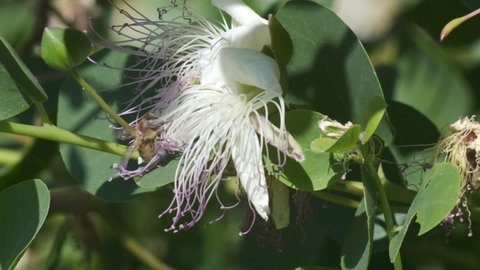 Bee on a caper flower. A bee sucks nectar and collects pollen.