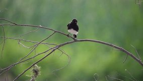 The pied bush chat sitting on the branch in blur green background
