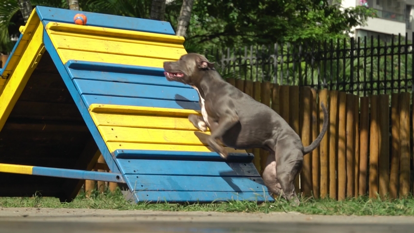 pitbull jumping fence