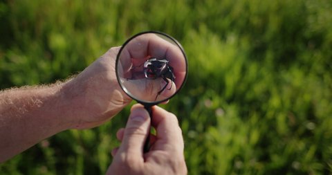 Researcher looks at large deer beetle through magnifying glass