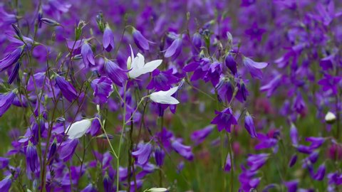White Flower Among Violet Bell. A large glade of bright purple bells. White bells in the foreground as a symbol of uniqueness