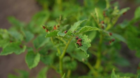 Closeup view 4k stock video footage of ugly agricultural pests Colorado potato beetles (Leptinotarsa decemlineata) sitting and eating fresh green leaves of potato plants growing in organic soil