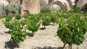 4K video f green spring or summer garden with grape shrubs growing outside in scenic rocky valley of Cappadocia, Turkey
