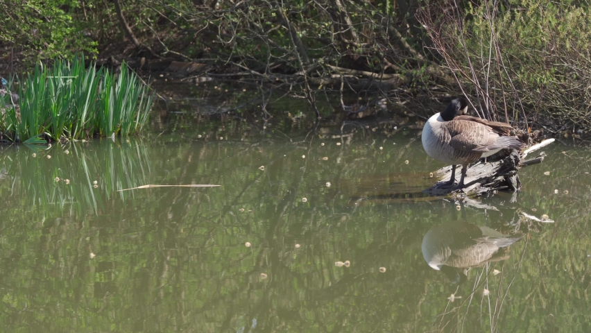 A Canada goose sitting and cleaning itself on a log in a canal