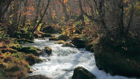 WS Landscape with stream in forest, Oirase Gorge, Towada, Aomori Prefecture, Japan