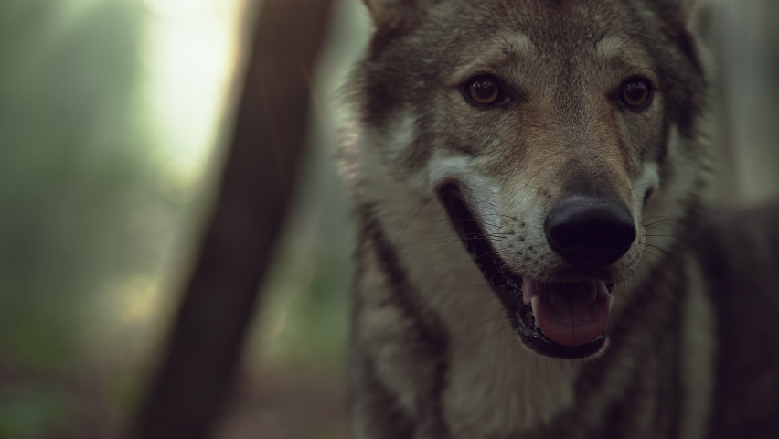 Slow motion close-up video of a wolf. A wild and dangerous wolf stands in the woods. A dog of the Che-Oslo wolf breed. | Shutterstock HD Video #1074776156