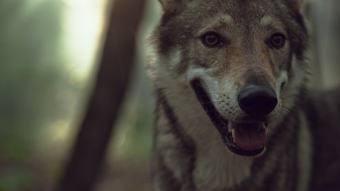 Slow motion close-up video of a wolf. A wild and dangerous wolf stands in the woods. A dog of the Che-Oslo wolf breed.
