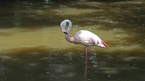 American Flamingo or Caribbean Flamingo, Phoenicopterus ruber. Flamingos are the only non-extinct bird in the order Phoenicopteriformes.