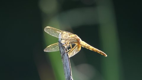 Golden Dragonfly Perched On Tip Of A Dry Branch On A Bright Windy Day. close up
