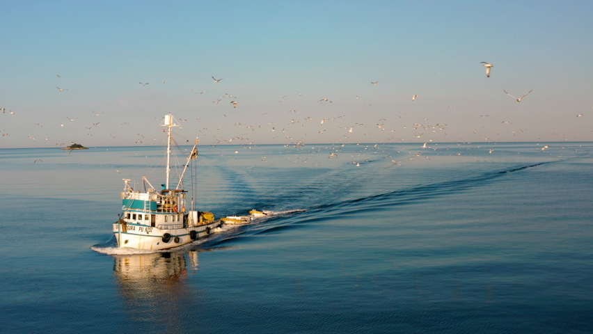 Commercial Fishing Boat Sailing Back To The Port Of Rovinj Chasing By Sea Gulls In Istria, Croatia During Sunrise. - Wide Shot Royalty-Free Stock Footage #1074786641