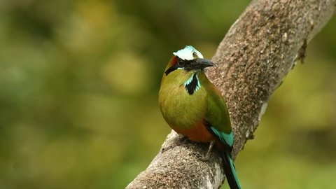 Turquoise-browed motmot - Eumomota superciliosa also Torogoz, colourful tropical bird Momotidae with long tail, Central America from south-east Mexico to Costa Rica. Jump on the branch