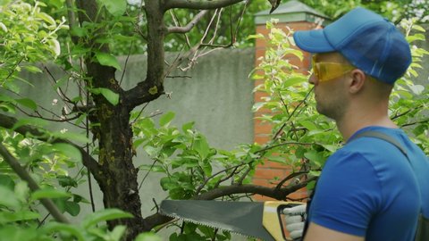 Man wearing safety glasses cuts off the branches of fruit trees in the garden with a hacksaw