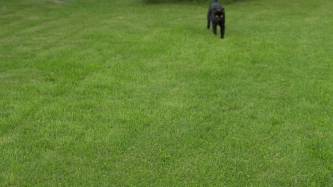 Young black cat runs gracefully across a bright green lawn on a sunny day