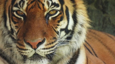Стоковое видео: Tiger looks into the camera close-up. Portrait of a big cat. Wild animal background.