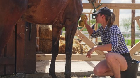 41 Girl Gives Horse Head Stock Video Footage - 4K and HD Video Clips | Shutterstock 41 Girl Gives Horse Head Stock Video Footage - 4K and HD Video Clips | Shutterstock