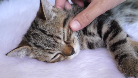 American shorthair cat,Hand holding American shorthair cat,Cute American short-haired cat sleeps