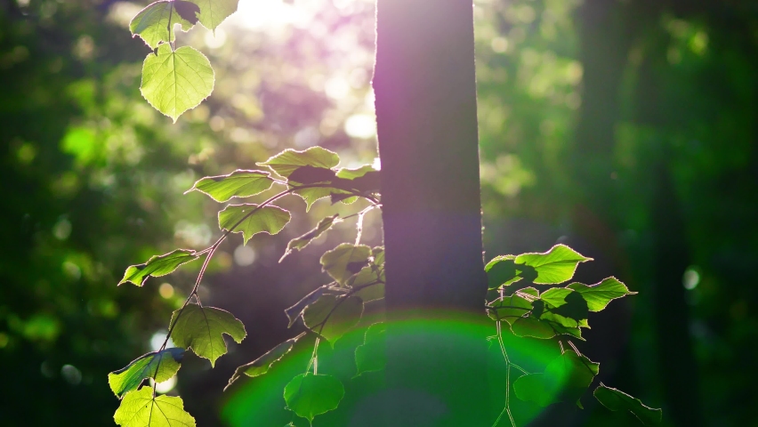 Fresh green linden leaves in summer. Young shoots on tree. Close-up against sun ray. Foliage swaying in gentle breeze. Natural summertime background. Garden botanical park. Seasonal. Real lens flare Royalty-Free Stock Footage #1074801059