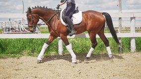 Girl riding on a dark bay horse. Horse running along the wooden fence in the sandy arena during the daytime. Competitive woman riding on her horse preparing for the competition.  - Powered by Shutterstock - Get 15% off with code: PIKWIZARD15